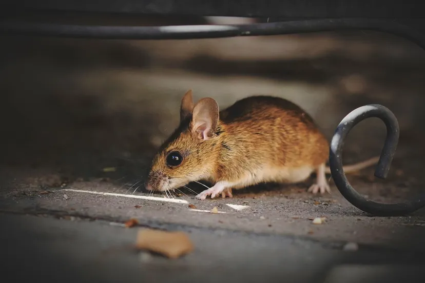 house mouse 5375101 960 720