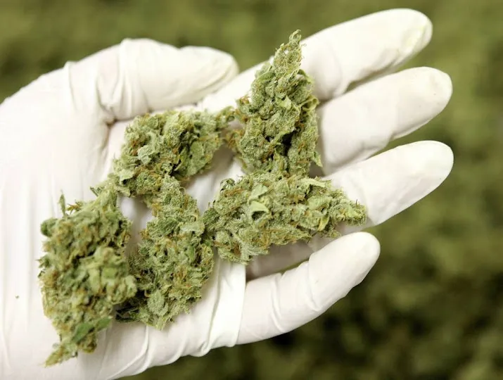 huisartsengenootschap tegen medicinale wiet