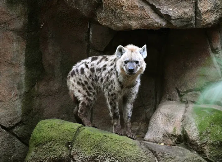 hyena in beekse bergen verwond door vrouwtjes