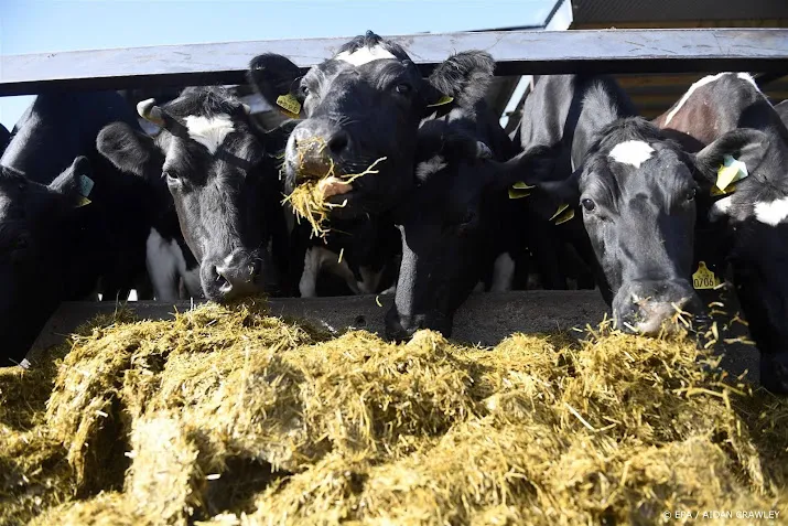 ierland overweegt ruimen 200 000 koeien tegen klimaatverandering
