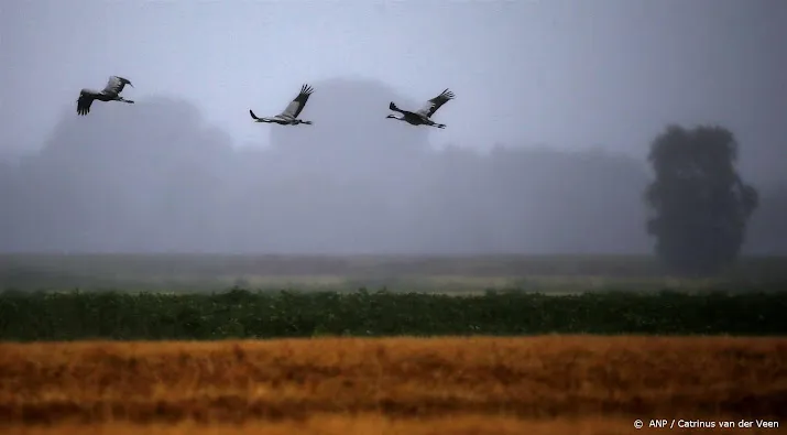 intensieve landbouw zorgt voor achteruitgang vogels in europa