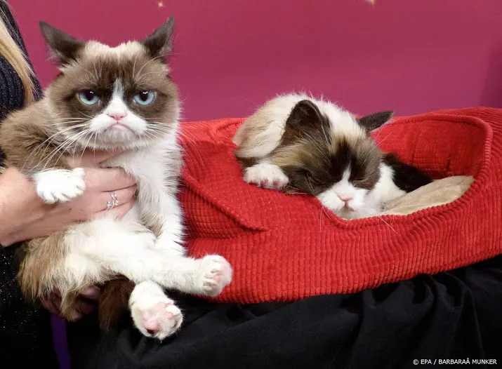 internetfenomeen grumpy cat overleden