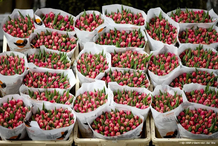 inval oekraine heeft nog geen grote gevolgen voor bloemensector