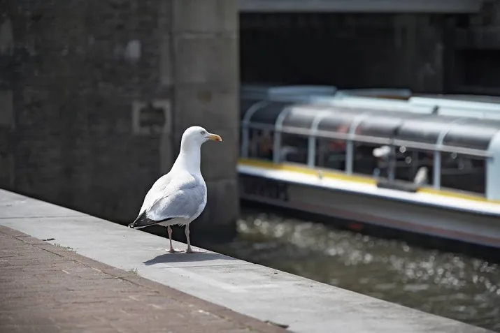 jan wolkersprijs voor bioloog schilthuizen