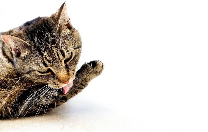 katten doodgeschoten met luchtbuks in ermelo