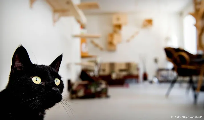 katten mogelijk toch gevoelig voor coronavirus