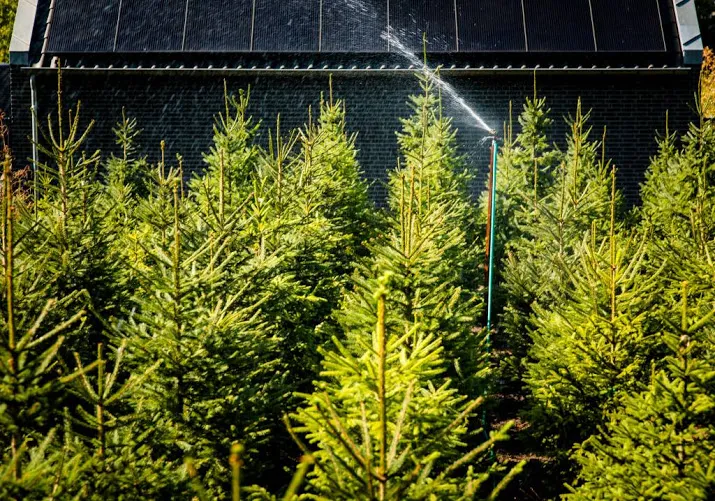kerstbomen hebben droogte goed doorstaan