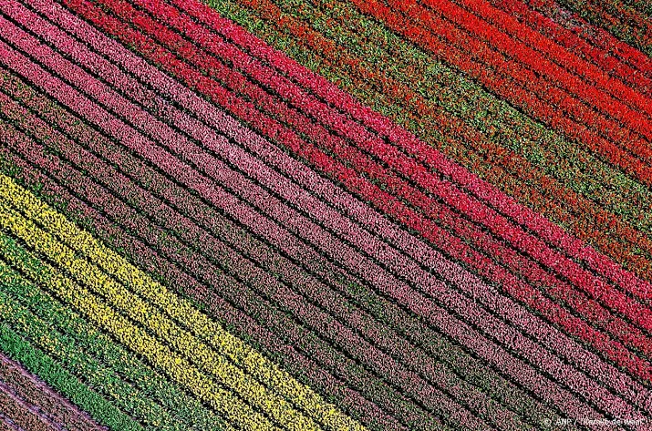 keukenhof blijft gesloten en is alleen virtueel te bezoeken