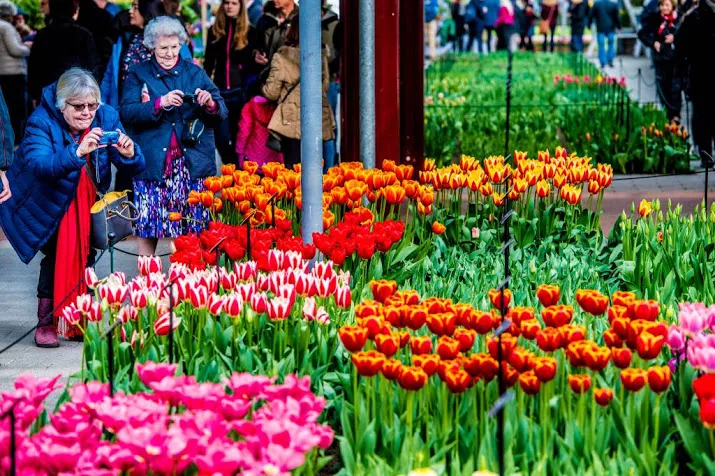 keukenhof kreeg 80 000 bezoekers met pasen