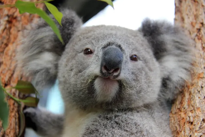 kinderen halen met sos koala ruim 246 000 euro op