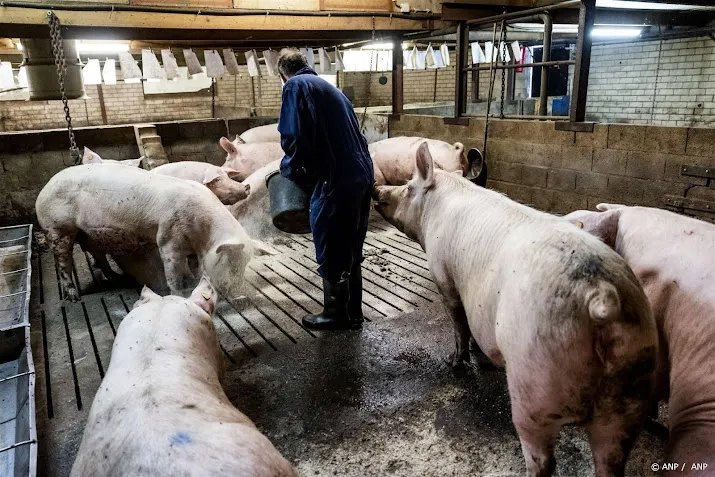 kippen en varkensboeren profiteren van europese schaarste