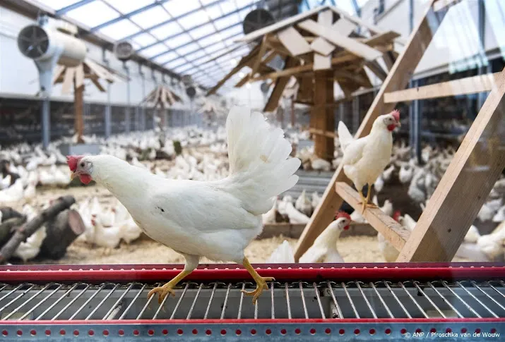 kippen niet ondersteboven vangen vindt kamer