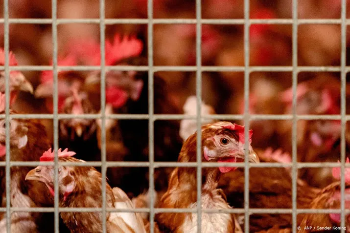 kippenbedrijf geruimd na vaststellen vogelgriep