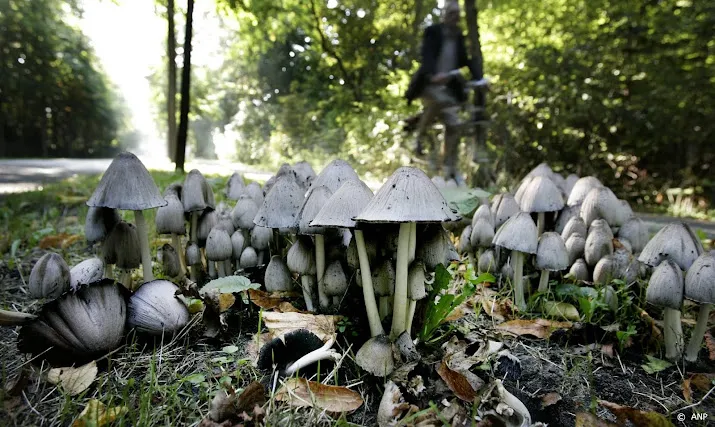 knnv blijf af van wilde planten en paddenstoelen