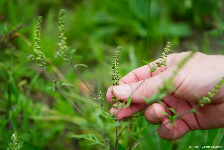 komende weken kans op hooikoortsklachten door pollen