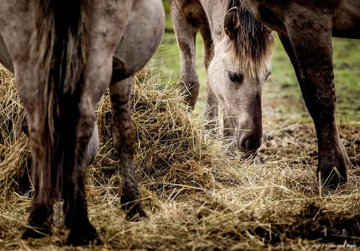 konikpaarden blijven waar ze staan