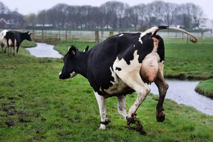 kou verstiert feestje van dansende koeien