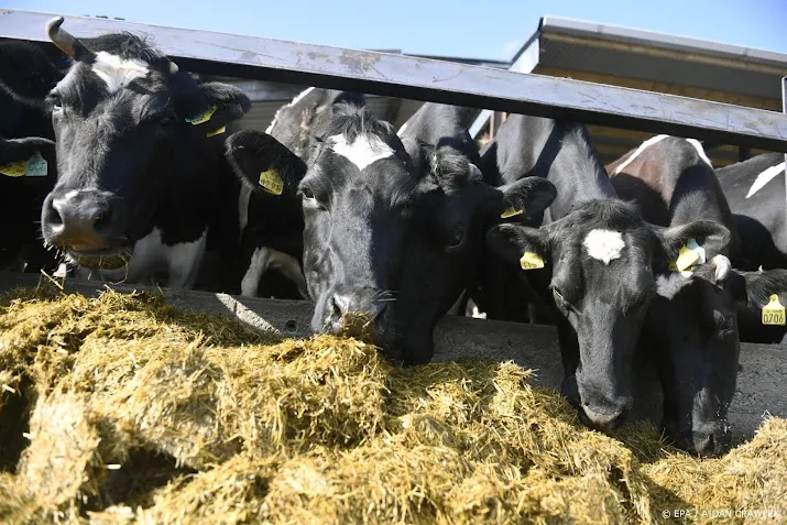 krant ook ierse veestapel moet krimpen vanwege milieudoelen