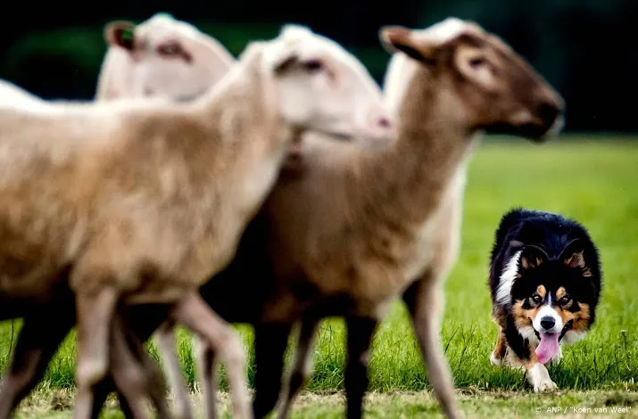 kuddewaakhond prima maar duur middel tegen wolvenaanval