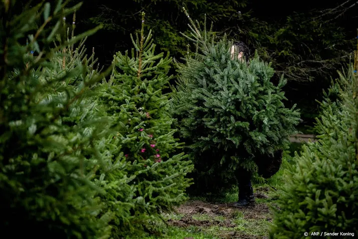 kwekers vraag naar kerstbomen groot dit jaar