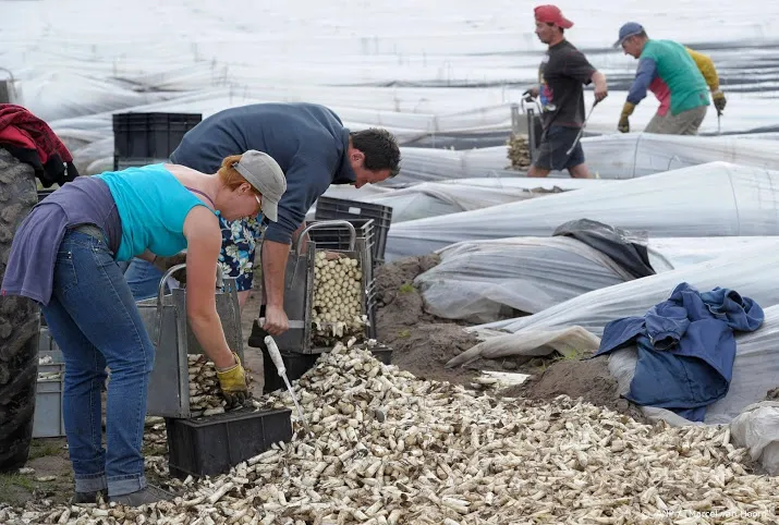 landbouw werft studenten schoonmakers en horecapersoneel