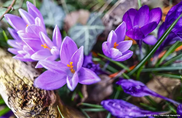 lenteplanten bloeien al maand eerder door hoge temperaturen