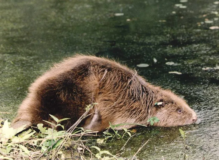 limburgs waterschap laat bevers afschieten