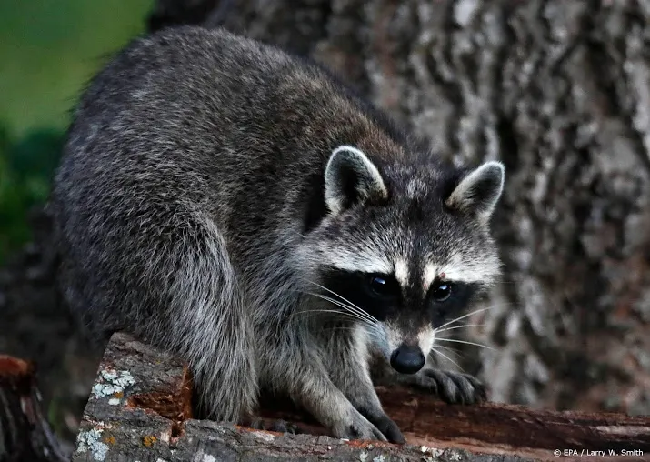 limburgse wasberen toch niet afgeschoten