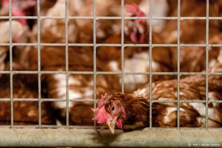 loonsverhoging in verschiet voor medewerkers pluimveesector