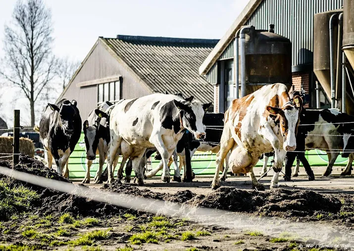 lto nederland stikstofprotest met koeien uit de wei is succes