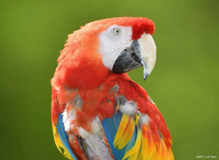 man laat papegaai achter op plaats ongeluk