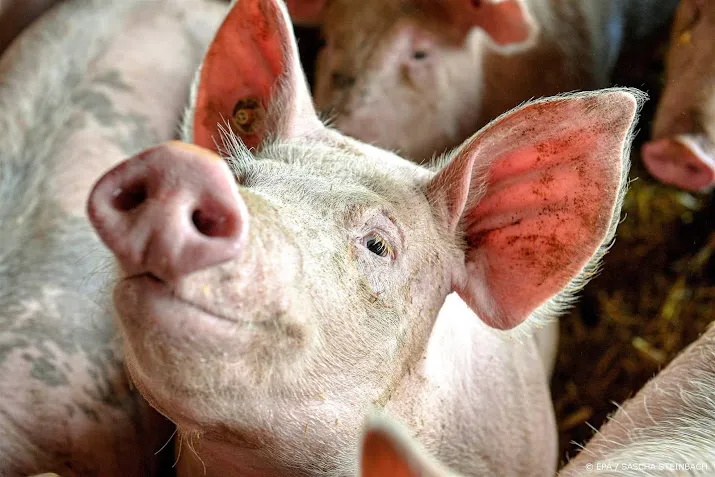 meatable kweekt varkensvlees nu 30 keer sneller dan echt varken