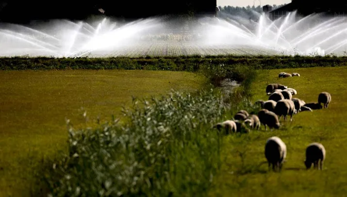 mediawatch boeren willen compensatie voor doodgebeten schapen