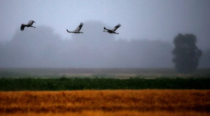 meer broedende kraanvogels in nederland