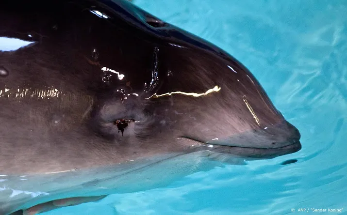 meeste bruinvissen spoelen aan op nederlandse stranden