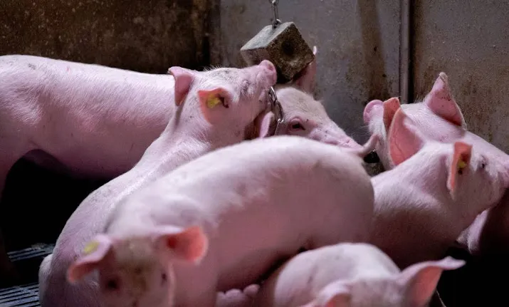 meeste kiloknallervarkens hebben maagproblemen