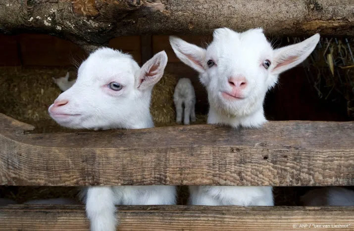 meeste kinderboerderijen straks weer open maar volgens protocol