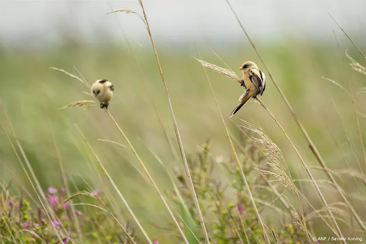 meeste natuur in 2030 nog overbelast met stikstof volgens rapport