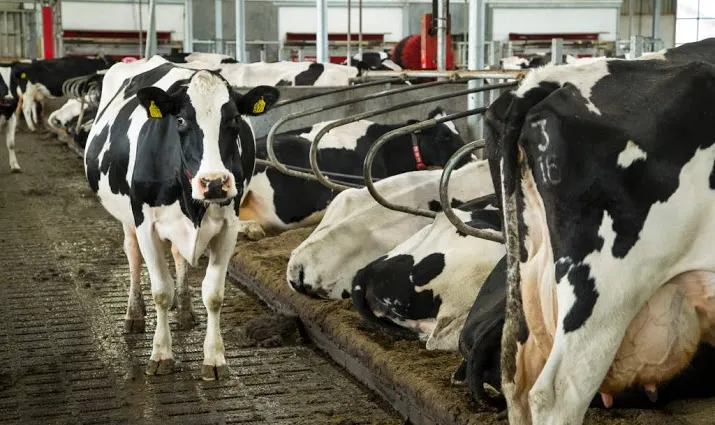 melkveebedrijf telt minder koeien