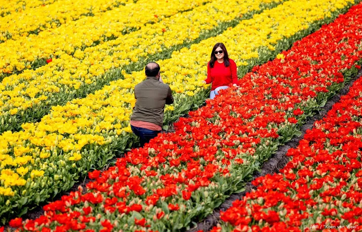 met tranen in mijn ogen moet ik mijn tulpen al weghalen