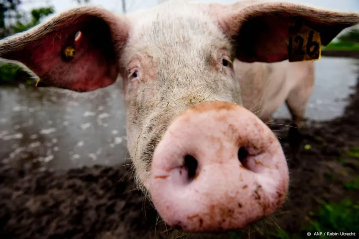 minder antibiotica schaadde boeren niet