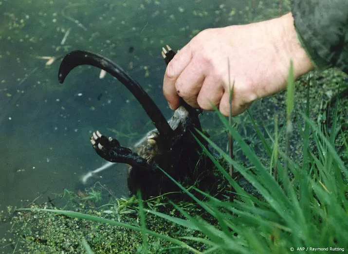 minder muskusratten en meer beverratten gevangen in 2021