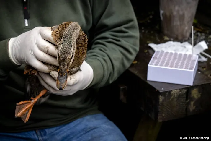 minder vogels lopen vogelgriep op mogelijk zijn ze immuun