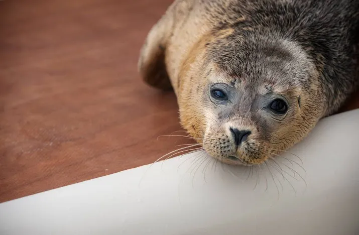 minister minder opvang zeehonden