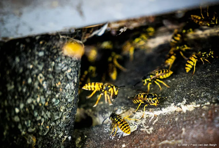 nature today weinig wespen door combinatie van weersextremen
