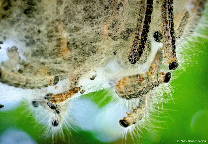 natuurlijke bestrijding werkt goed tegen eikenprocessierups