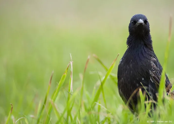 natuurmonumenten overheid geeft niet thuis bij aanpak vogelgriep