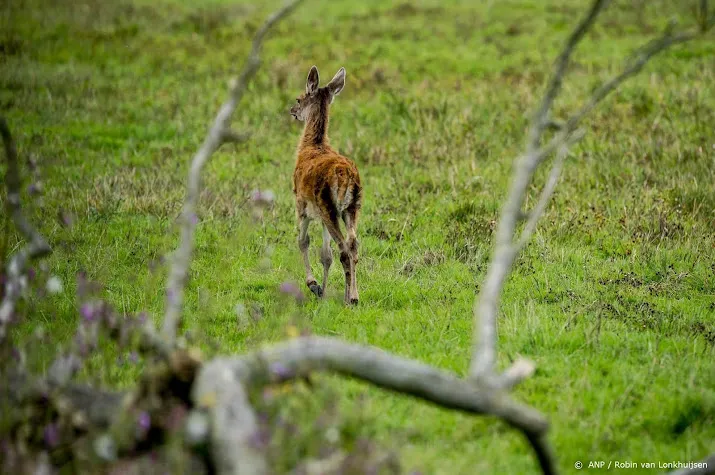 natuurorganisaties vragen om rust in het broedseizoen