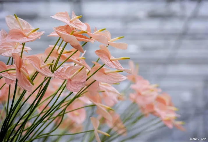 nederland levert opnieuw minder bloemen en planten aan buitenland