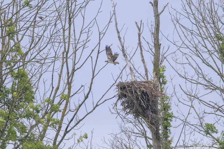 nederland telt vijftien soorten roofvogels